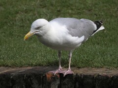Larus argentatus