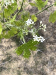 Cnidoscolus maculatus