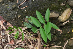 Uraria crinita