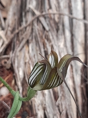 Pterostylis recurva