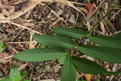Uraria crinita