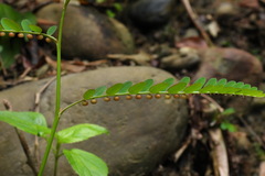 Phyllanthus urinaria hookeri