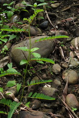 Phyllanthus urinaria hookeri