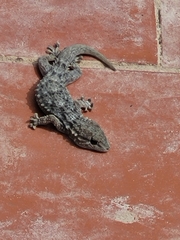 Tarentola mauritanica