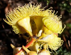 Eucalyptus woodwardii