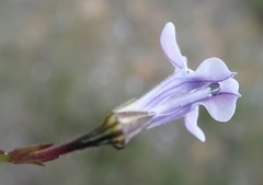 Lobelia capillifolia