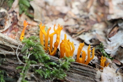 Calocera viscosa