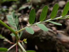 Phyllanthus urinaria hookeri