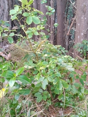 Pseudopanax arboreus