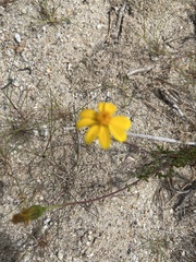 Bidens cabopulmensis