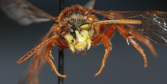 Nomada lathburiana