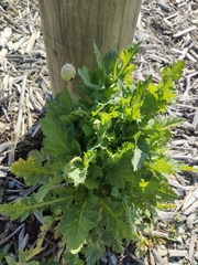 Papaver somniferum