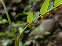 Phyllanthus urinaria hookeri