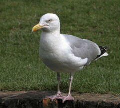 Larus argentatus