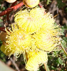 Eucalyptus woodwardii