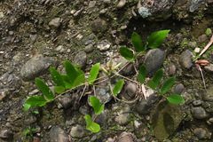 Uraria crinita