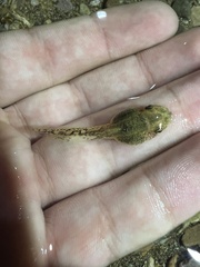 Lithobates yavapaiensis