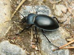 Carabus glabratus