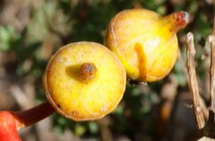 Eucalyptus woodwardii