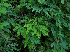 Adiantum pedatum
