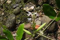 Uraria crinita