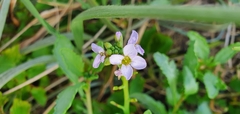 Cakile maritima