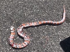 Lampropeltis zonata