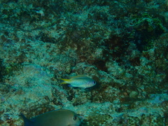 Pomachromis guamensis