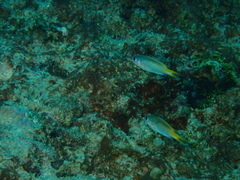 Pomachromis guamensis