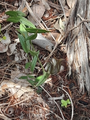 Pterostylis recurva