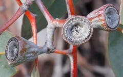 Eucalyptus woodwardii