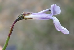 Lobelia capillifolia