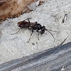 Auplopus carbonarius