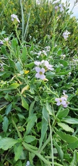 Cakile maritima