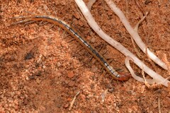 Scolopendra laeta