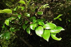 Glochidion rubrum