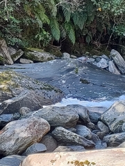 Hymenolaimus malacorhynchos