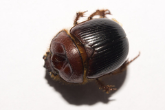 Geotrupidae