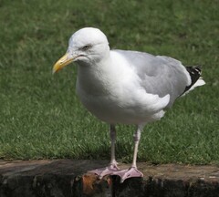 Larus argentatus