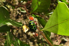 Chrysocoris stollii