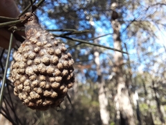 Hakea sericea