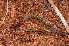 Scolopendra laeta