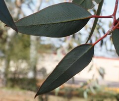 Eucalyptus woodwardii