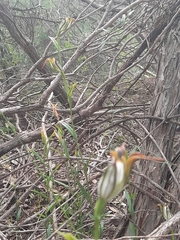 Pterostylis recurva