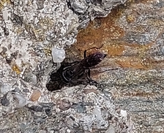 Auplopus carbonarius