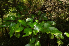 Glochidion rubrum