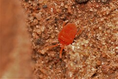 Trombidioidea