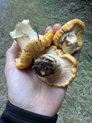 Cantharellus cascadensis