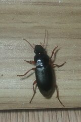 Pseudoophonus