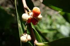Glochidion rubrum